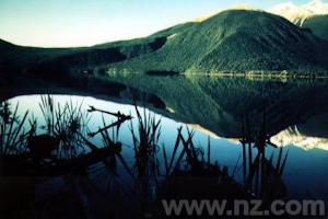 Lakeside covered in native bush